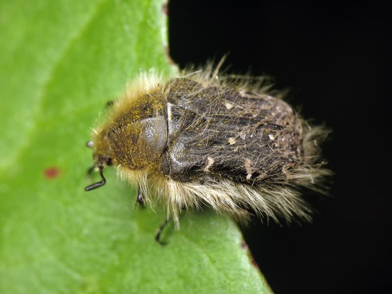 Tropinota hirta (Poda, 1761)